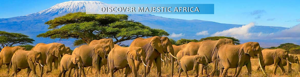 Cosmos: Discover Majestic Africa Tours